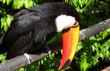 toucan, bird, brazil-521493.jpg